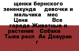 щенки бернского зененхунда. 2 девочки и 2 мальчика(2 мес.) › Цена ­ 22 000 - Все города Животные и растения » Собаки   . Тыва респ.,Ак-Довурак г.